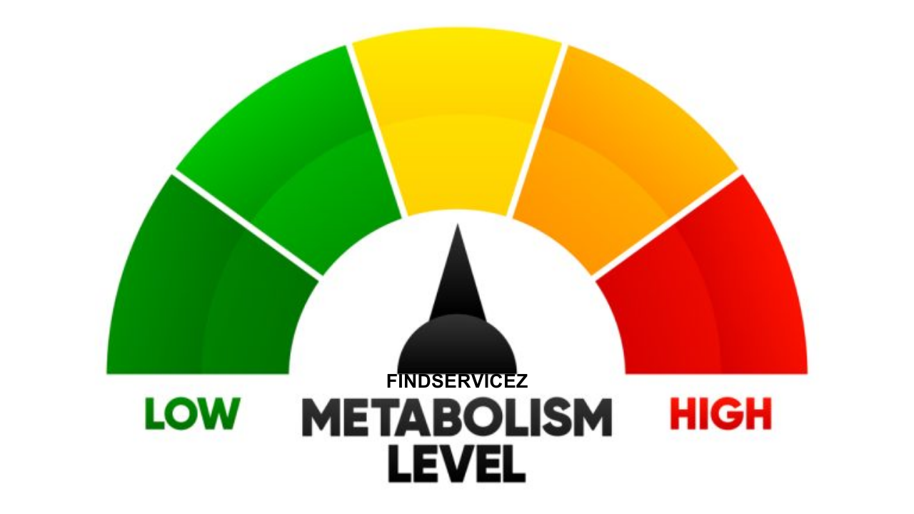 Understanding the Role of Metabolism in Weight Management