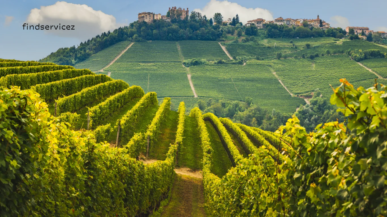 The Best Wine Regions to Visit in 2025