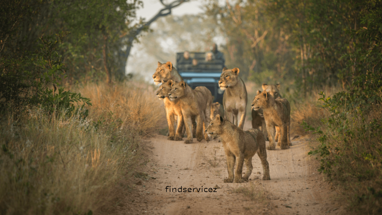 How to Choose Ethical Wildlife Tourism Experiences